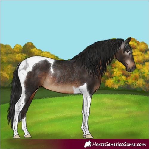 Horse Color:Gray Bay Tobiano Rabicano