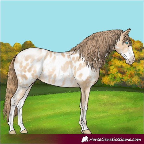 Horse Color:Buckskin Pearl Sabino Appaloosa
