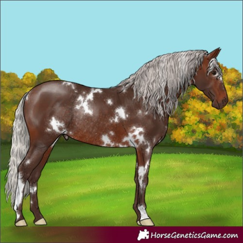Horse Color:White Spotted Silver Brown Rabicano