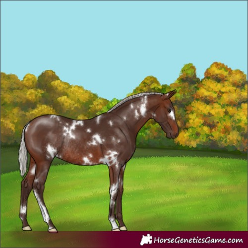 Horse Color:White Spotted Silver Brown Rabicano 