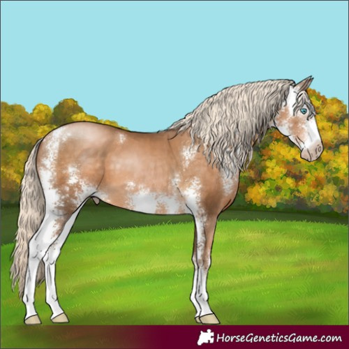 Horse Color:Gray Chocolate Palomino Pearl Sabino 