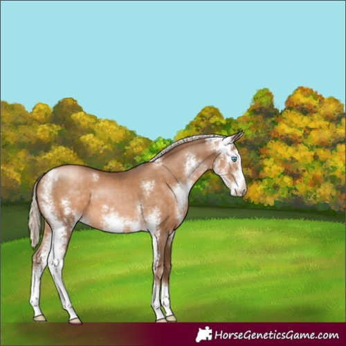 Horse Color:Gray Chocolate Palomino Pearl Sabino 