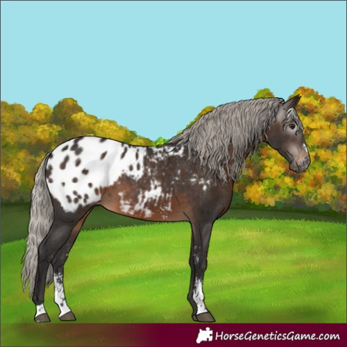 Horse Color:Gray Silver Brown Sabino Blanket 