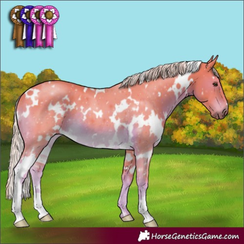 Horse Color:Watercolor White Spotted Chocolate Palomino 
