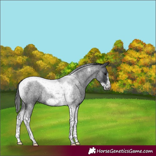 Horse Color:Blue Roan Tobiano Frame Rabicano 