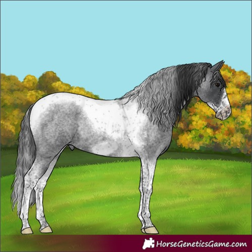 Horse Color:Blue Roan Tobiano Frame Rabicano 