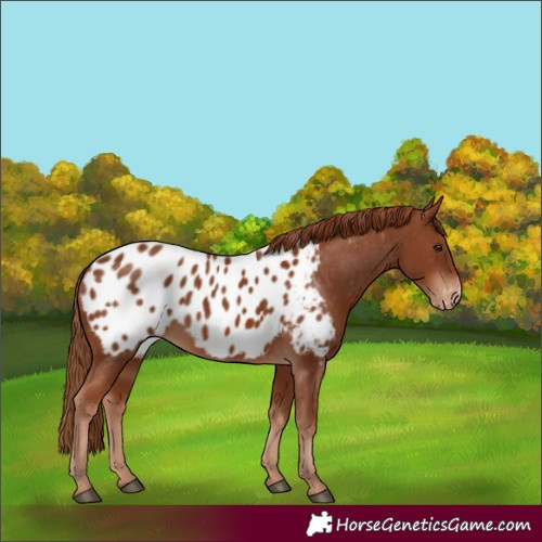 Horse Color:Chestnut Appaloosa