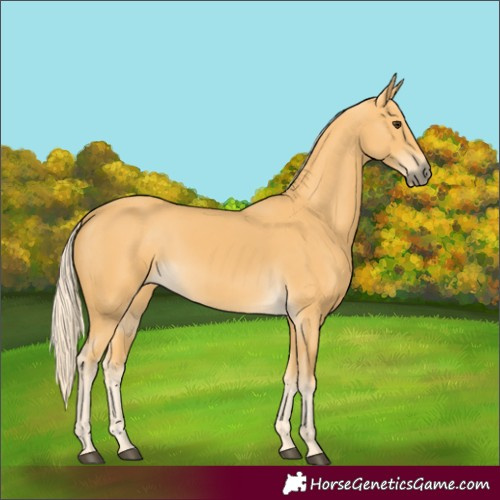Horse Color:Palomino 