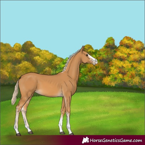Horse Color:Palomino Sabino