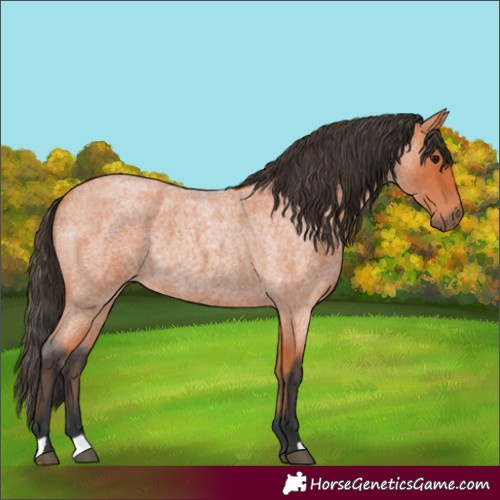 Horse Color:Bay Roan 