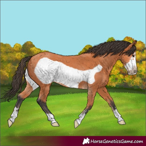 Horse Color:Bay Frame