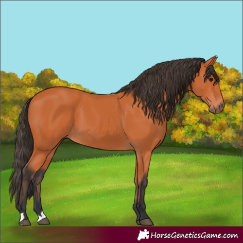 Horse Color:Bay 