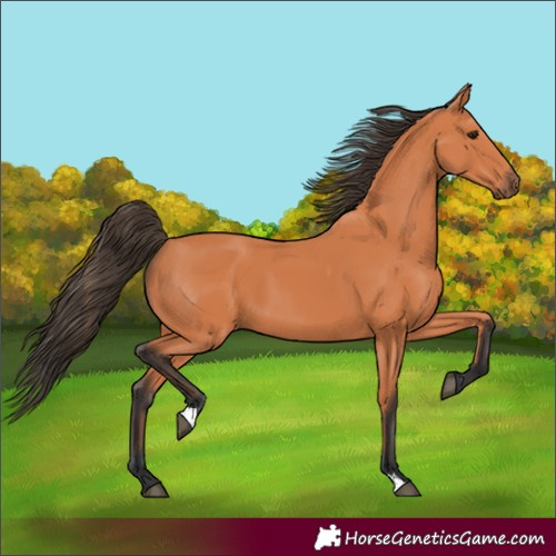 Horse Color:Bay 