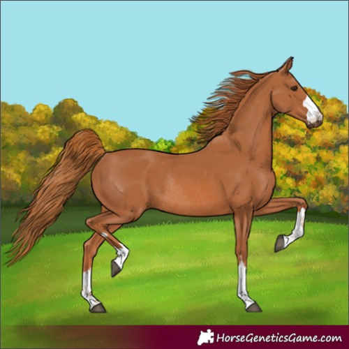 Horse Color:Chestnut Rabicano 