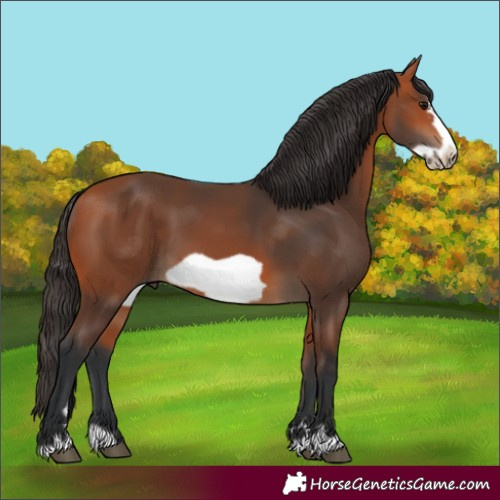 Horse Color:Bay Frame 