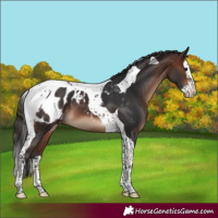 Horse Color:Brown Sabino Splash Tobiano Blanket 