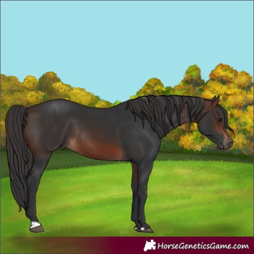 Horse Color:Brown Rabicano  and Brown Rabicano 