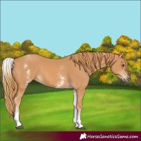 Horse Color:White Spotted Chestnut 