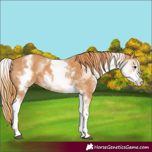 Horse Color:White Spotted Chestnut 