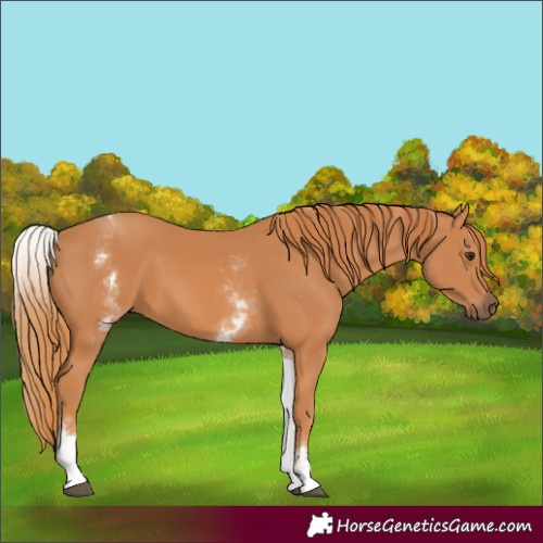 Horse Color:White Spotted Chestnut 