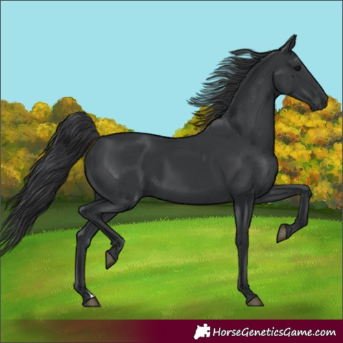 Horse Color:Black 