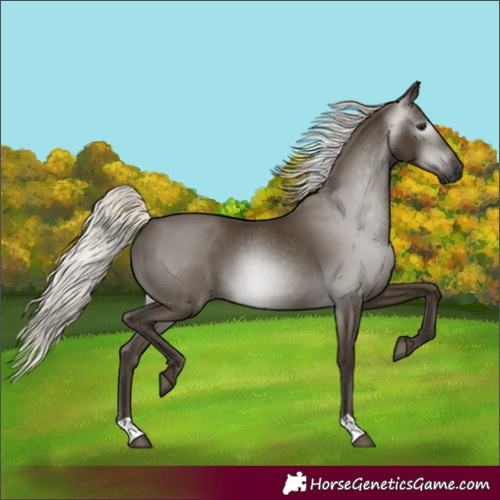 Horse Color:Gray Silver Smoky Black