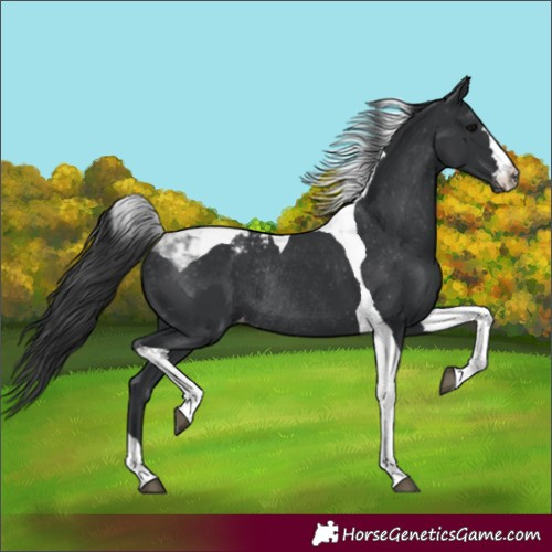Horse Color:Unknown 