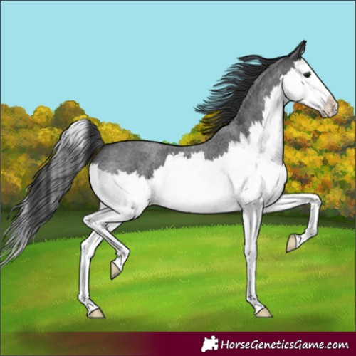 Horse Color:Unknown 