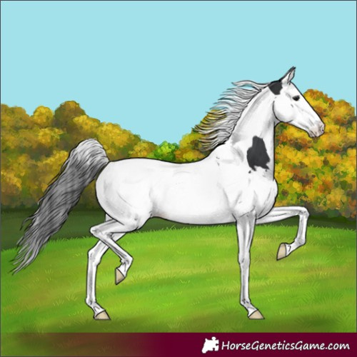 Horse Color:Black Splash Tobiano