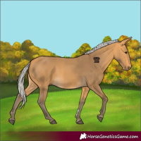 Horse Color:Silver Buckskin