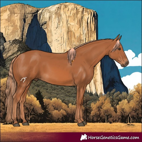 Horse Color:Chestnut 