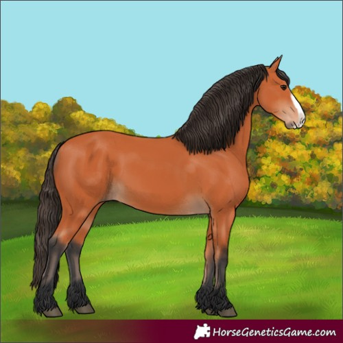 Horse Color:Bay Frame 