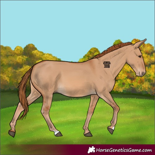 Horse Color:Red Dun 