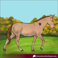 Horse Color:Red Dun 