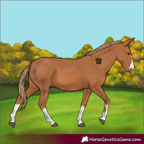 Horse Color:Chestnut 