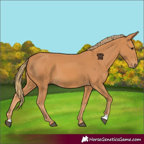Horse Color:Chestnut 