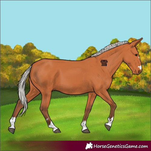 Horse Color:Silver Bay