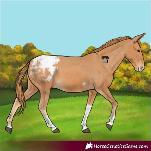 Horse Color:Chestnut Tobiano Appaloosa 