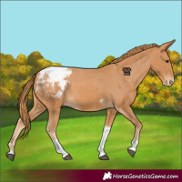 Horse Color:Chestnut Tobiano Appaloosa 