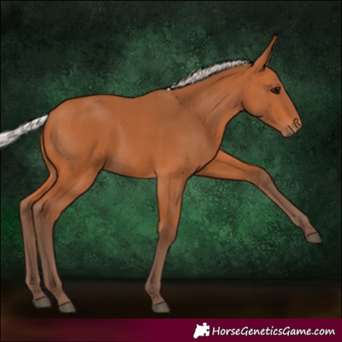 Horse Color:Silver Bay 