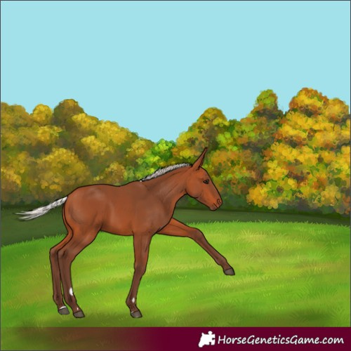 Horse Color:Silver Bay 