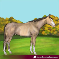 Horse Color:Amber Champagne Rabicano and Amber Cream Champagne Rabicano