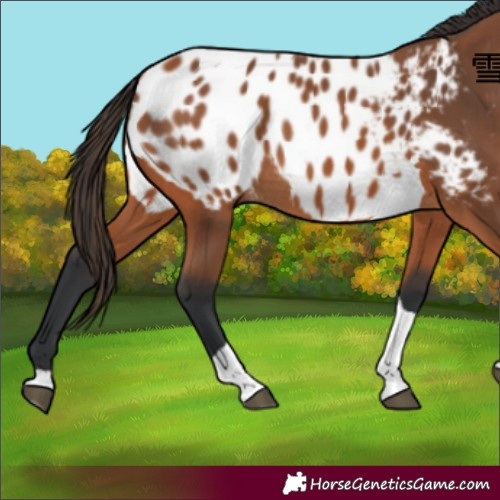 Horse Color:Bay Tobiano Appaloosa 