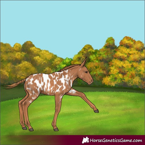 Horse Color:Chestnut Appaloosa 