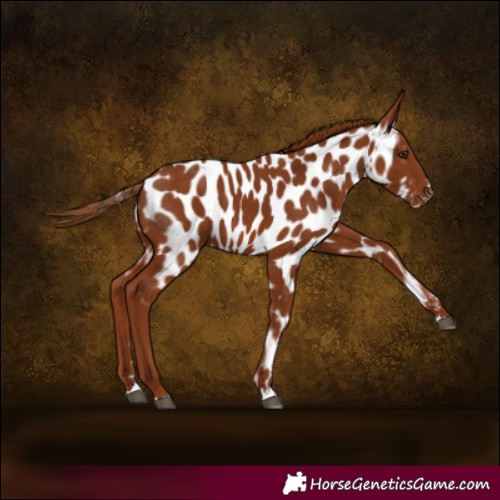 Horse Color:Chestnut Appaloosa