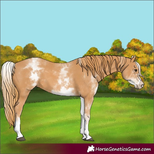 Horse Color:White Spotted Chestnut 