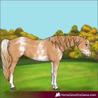 Horse Color:White Spotted Chestnut 