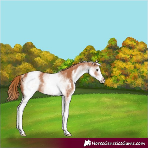 Horse Color:White Spotted Chestnut Rabicano