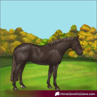 Horse Color:Liver Chestnut Rabicano