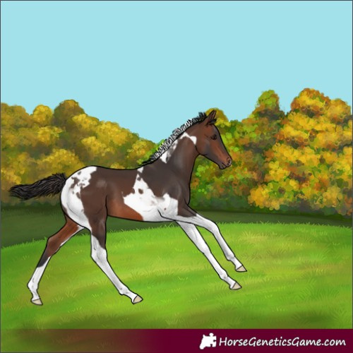 Horse Color:Brown Tobiano